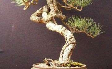 美国盆景艺术家之安得烈.史密斯