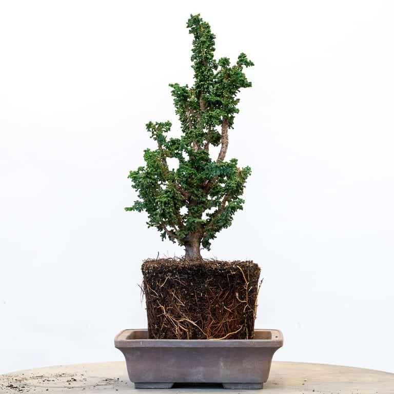 图解 扁柏盆景怎么赤玉土换土的9个步骤