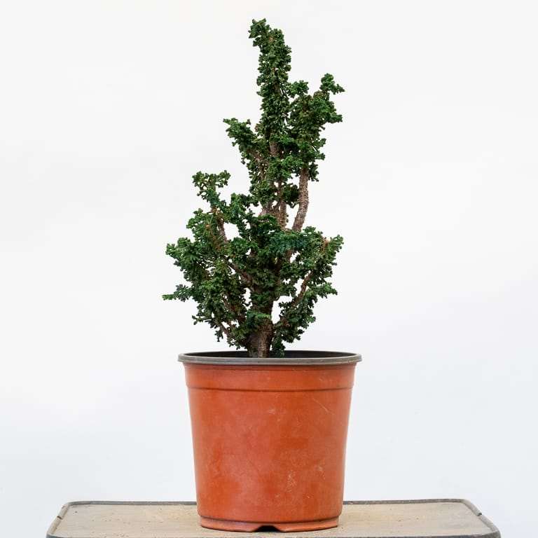 图解 扁柏盆景怎么赤玉土换土的9个步骤