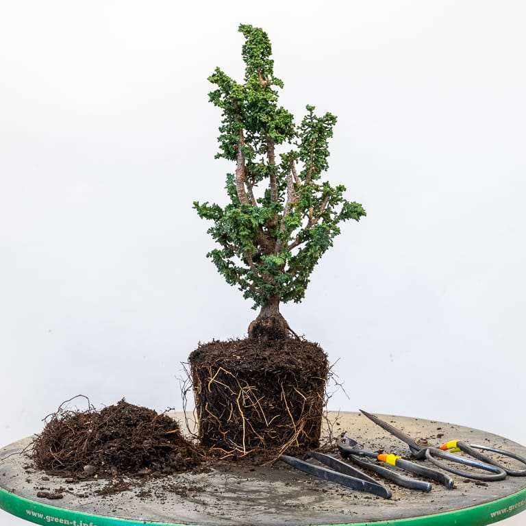 图解 扁柏盆景怎么赤玉土换土的9个步骤