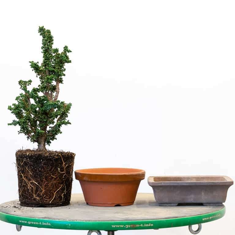 图解 扁柏盆景怎么赤玉土换土的9个步骤