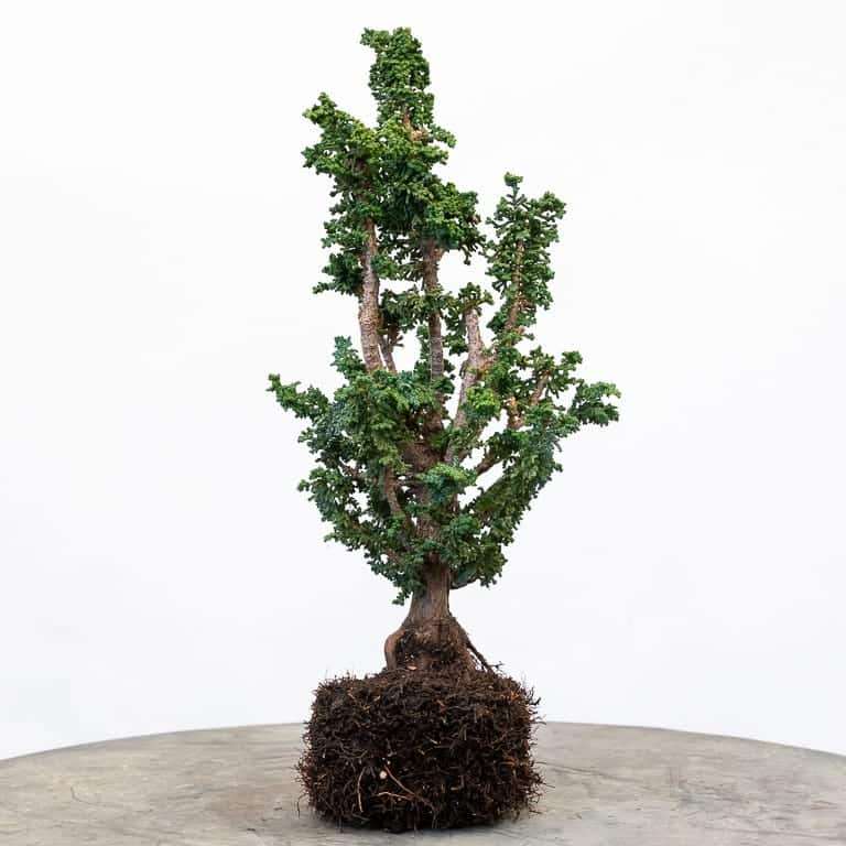 图解 扁柏盆景怎么赤玉土换土的9个步骤