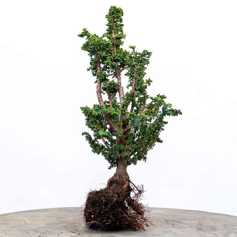 图解 扁柏盆景怎么赤玉土换土的9个步骤