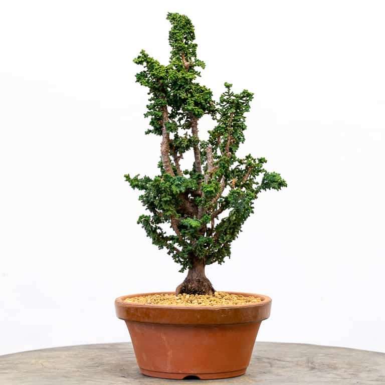 图解 扁柏盆景怎么赤玉土换土的9个步骤