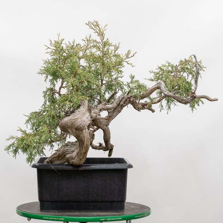 图解 怎么使盆子与盆景目标保持一致