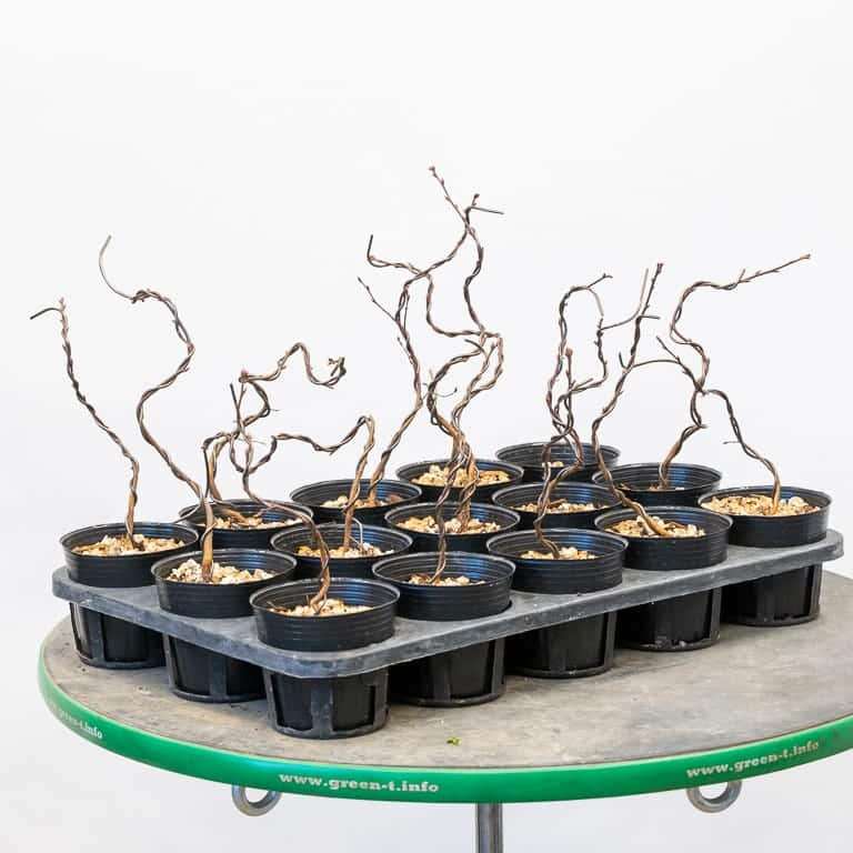 图解 怎么使盆子与盆景目标保持一致