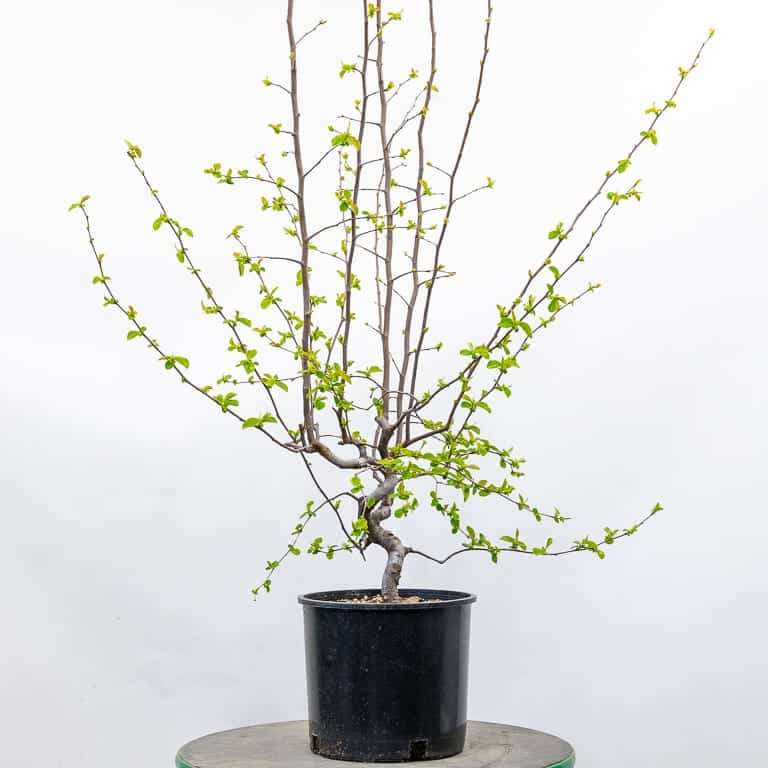 图解 怎么使盆子与盆景目标保持一致