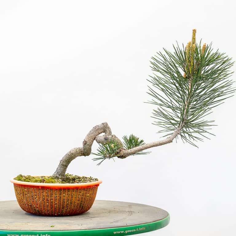 图解 怎么使盆子与盆景目标保持一致