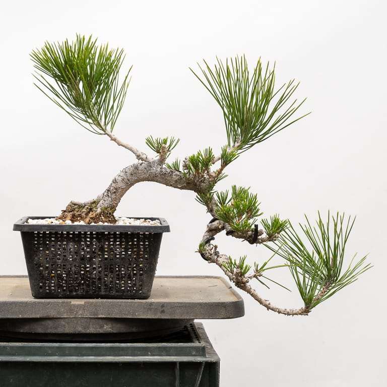 图解 怎么使盆子与盆景目标保持一致