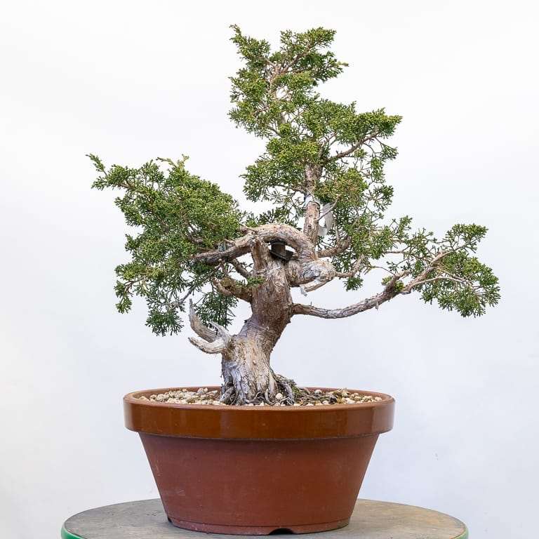 图解 怎么使盆子与盆景目标保持一致