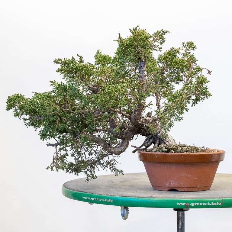 图解 怎么使盆子与盆景目标保持一致