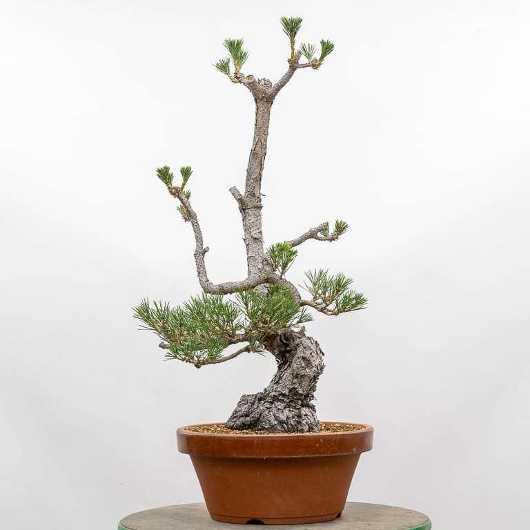 图解 怎么使盆子与盆景目标保持一致