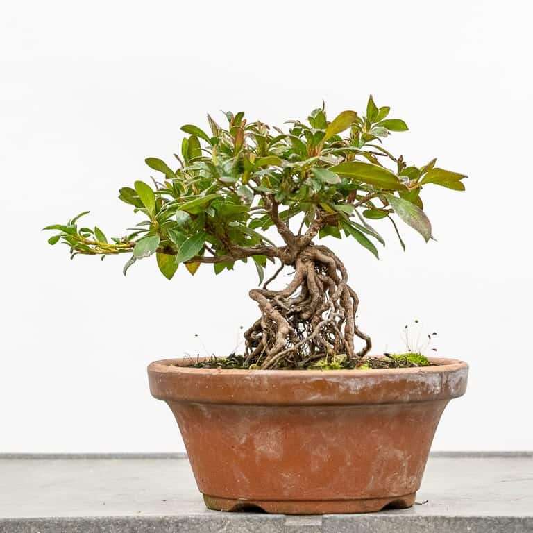 图解 怎么使盆子与盆景目标保持一致