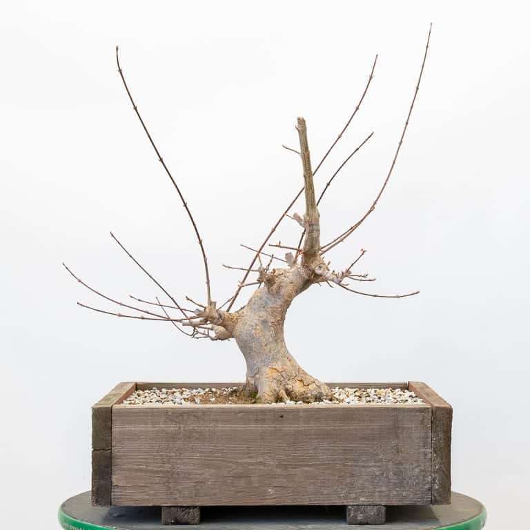 图解 怎么使盆子与盆景目标保持一致