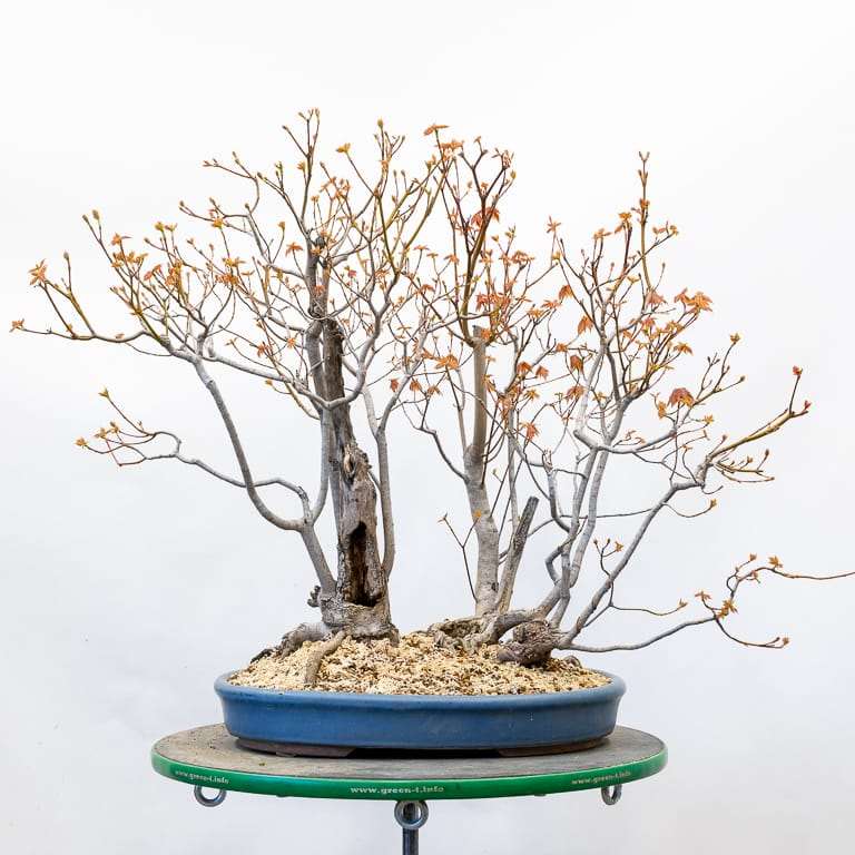 图解 怎么使盆子与盆景目标保持一致