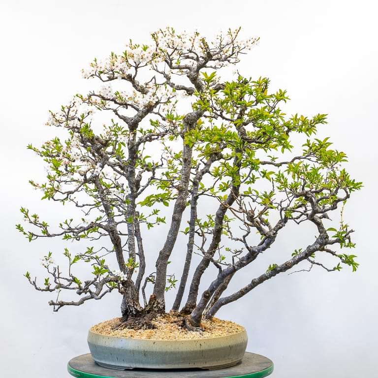 图解 怎么使盆子与盆景目标保持一致