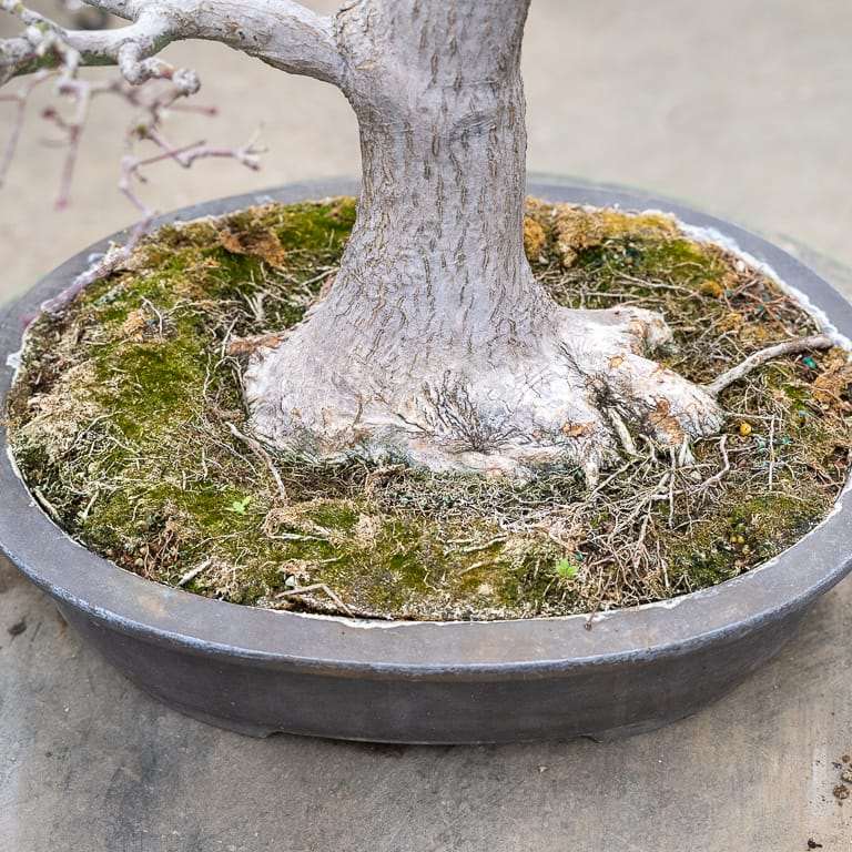 图解 枫树盆景怎么翻盆的14个步骤