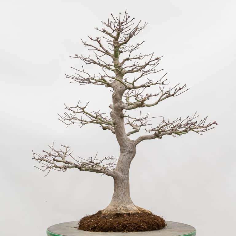 图解 枫树盆景怎么翻盆的14个步骤