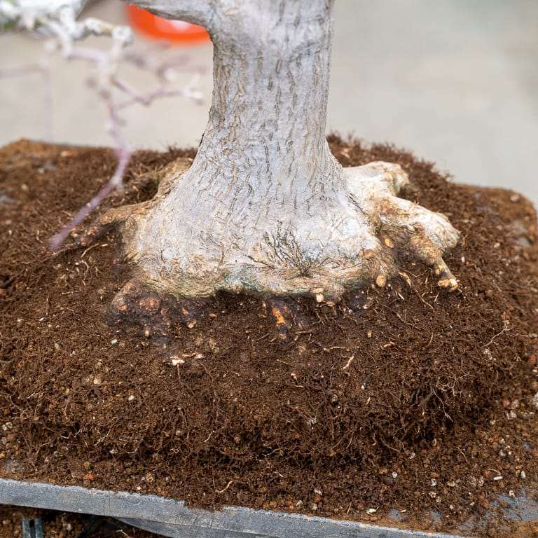 图解 枫树盆景怎么翻盆的14个步骤