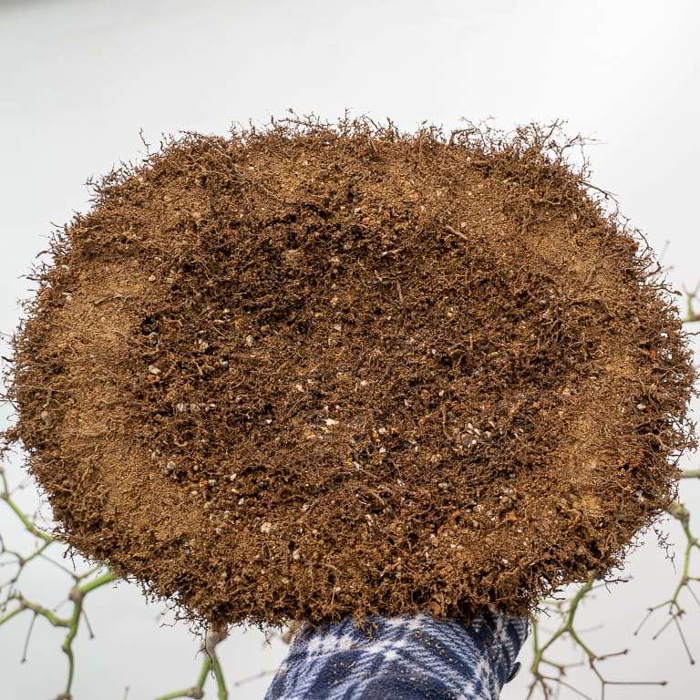 图解 枫树盆景怎么翻盆的14个步骤