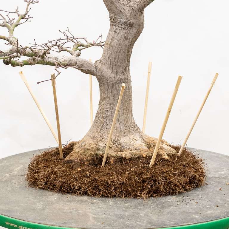 图解 枫树盆景怎么翻盆的14个步骤