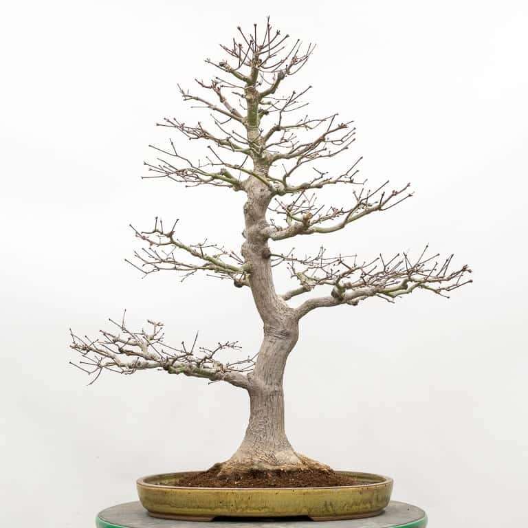 图解 枫树盆景怎么翻盆的14个步骤