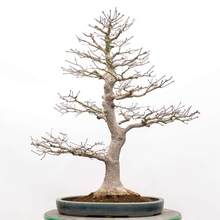 图解 枫树盆景怎么翻盆的14个步骤