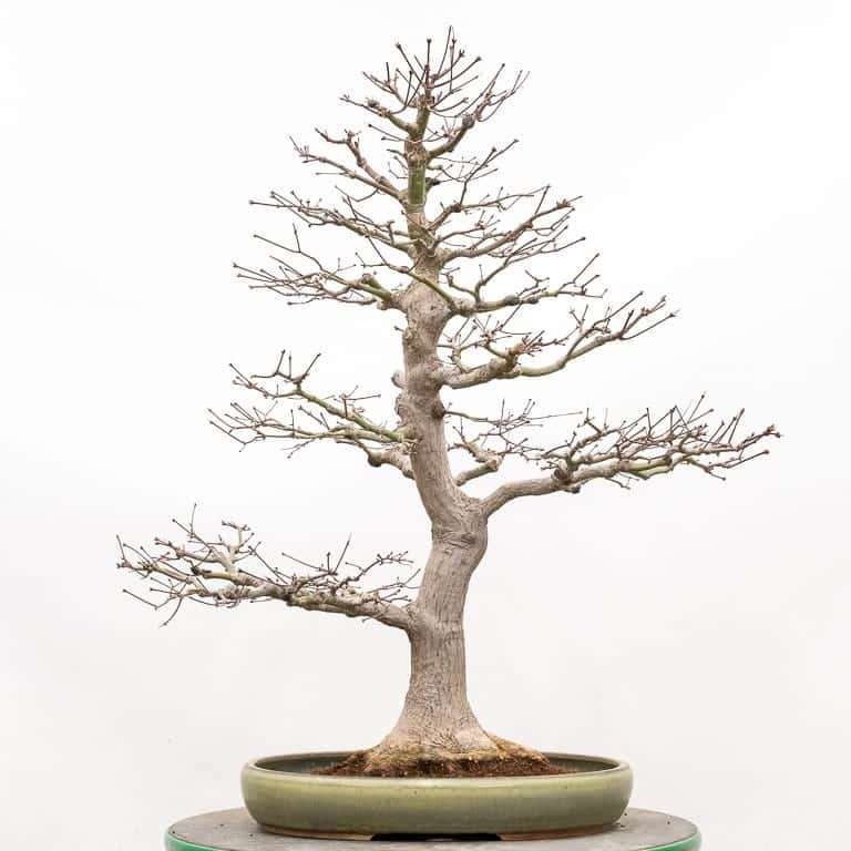 图解 枫树盆景怎么翻盆的14个步骤