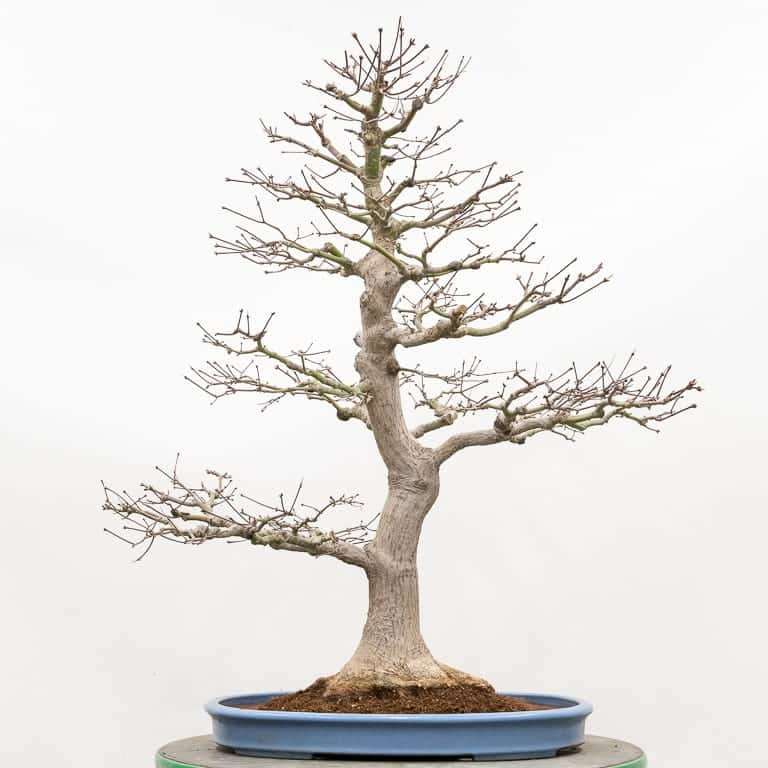 图解 枫树盆景怎么翻盆的14个步骤