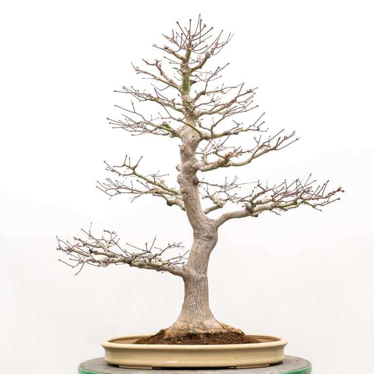 图解 枫树盆景怎么翻盆的14个步骤