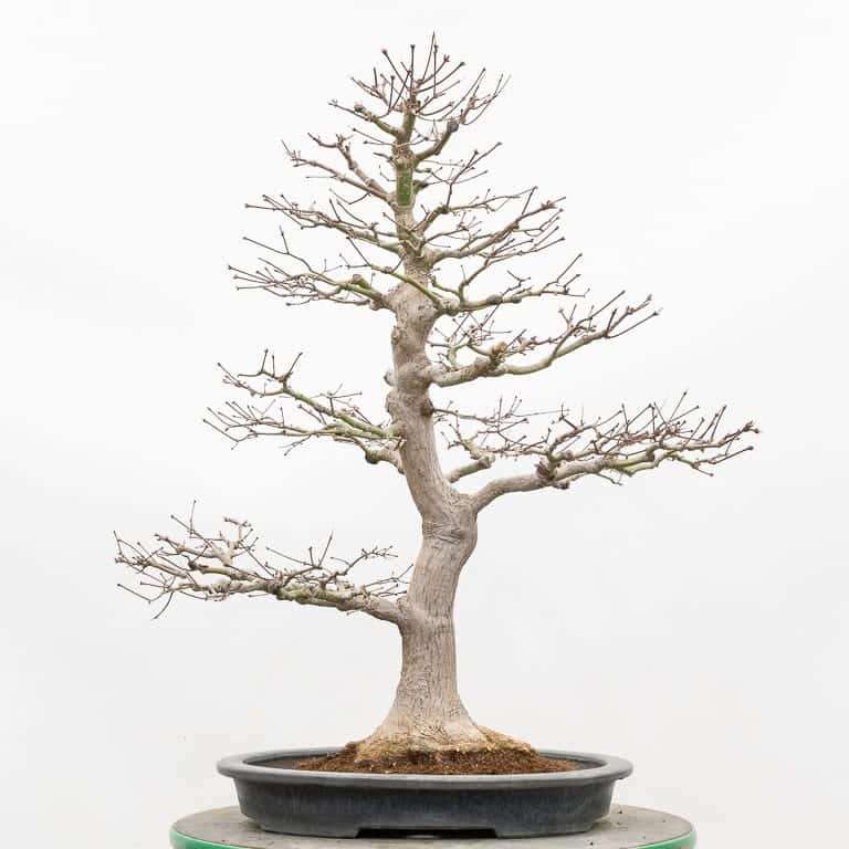 图解 枫树盆景怎么翻盆的14个步骤