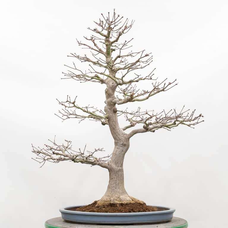 图解 枫树盆景怎么翻盆的14个步骤