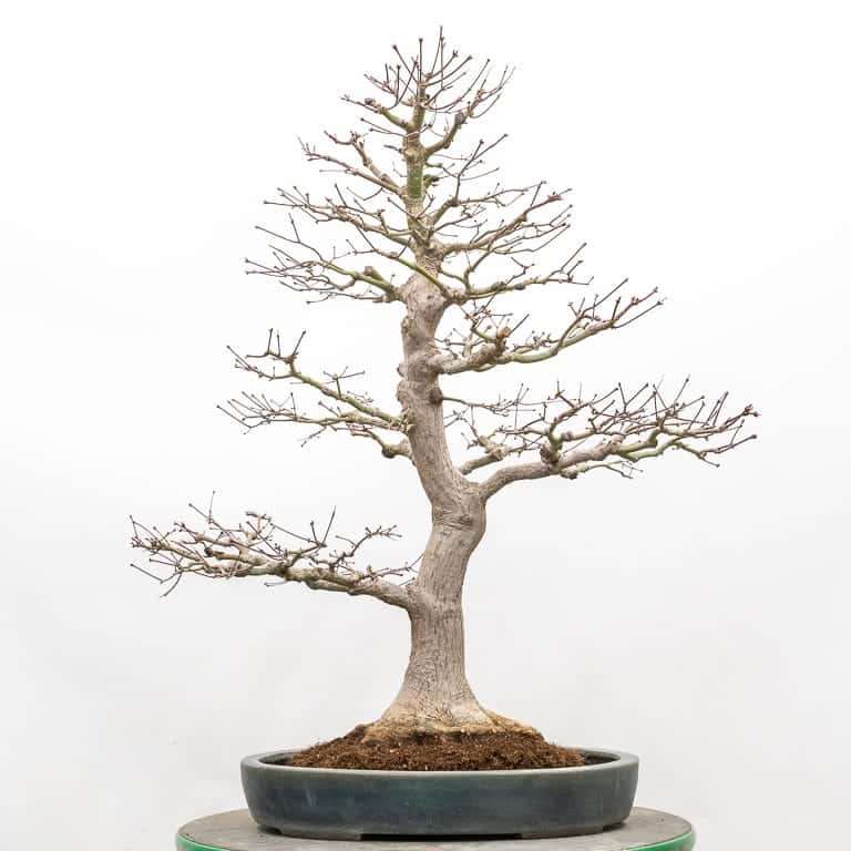 图解 枫树盆景怎么翻盆的14个步骤