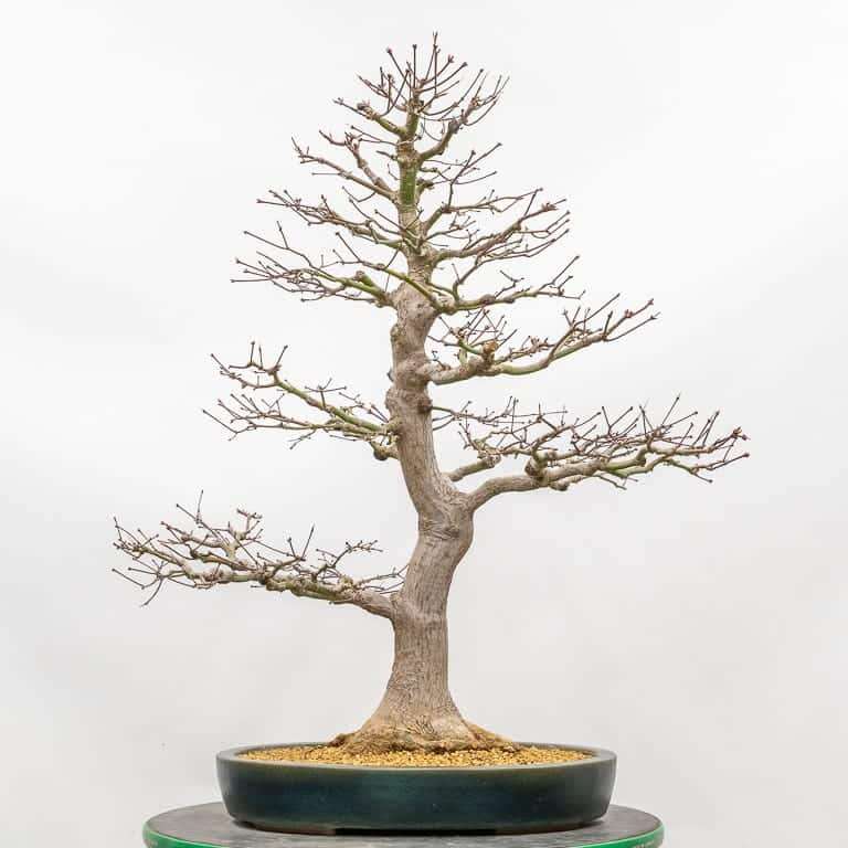 图解 枫树盆景怎么翻盆的14个步骤