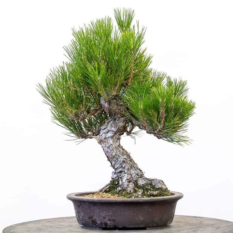 怎么用修剪控制黑松盆景的活力 图片