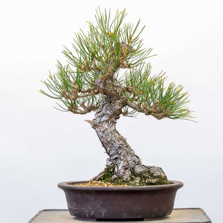 怎么用修剪控制黑松盆景的活力 图片