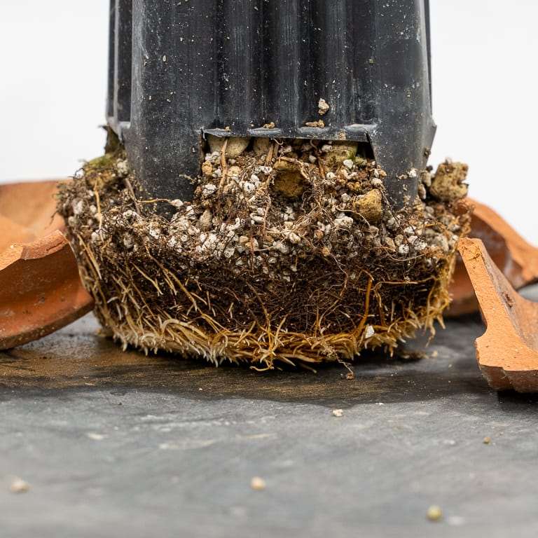 图解 幼龄露根松树盆景怎么翻盆的过程