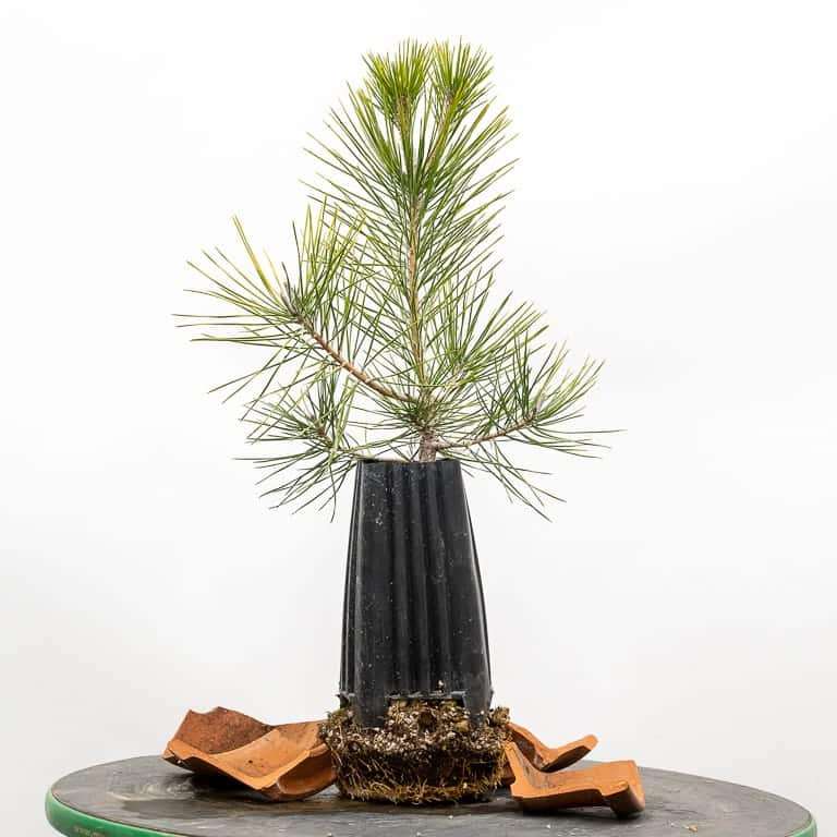 图解 幼龄露根松树盆景怎么翻盆的过程