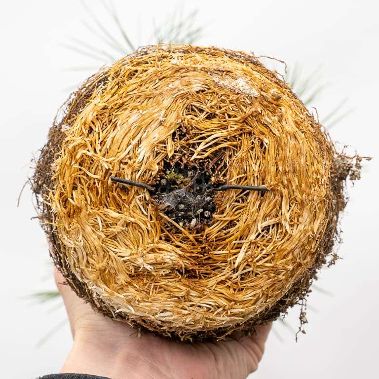 图解 幼龄露根松树盆景怎么翻盆的过程