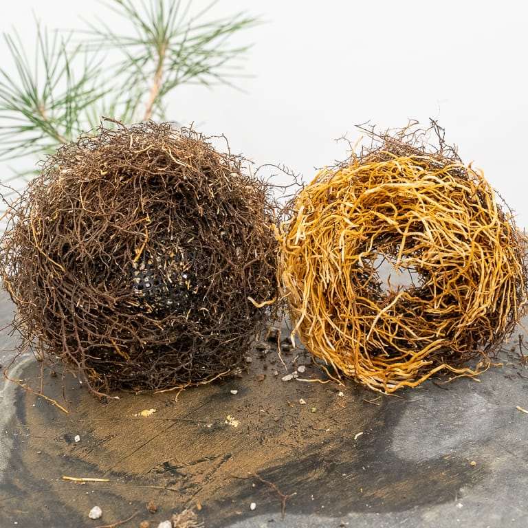 图解 幼龄露根松树盆景怎么翻盆的过程