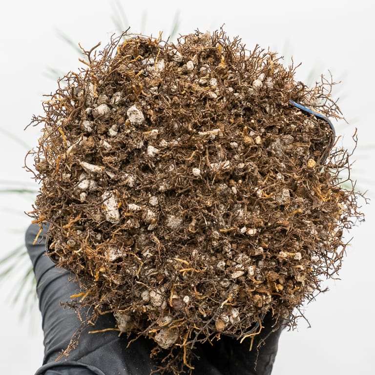 图解 幼龄露根松树盆景怎么翻盆的过程