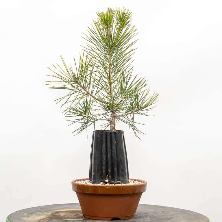 图解 幼龄露根松树盆景怎么翻盆的过程