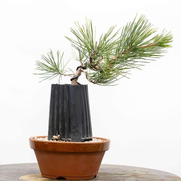 图解 幼龄露根松树盆景怎么翻盆的过程