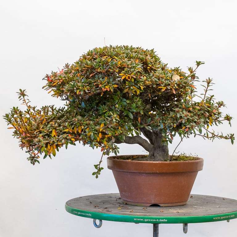 图解 小月杜鹃盆景怎么翻盆的13个过程