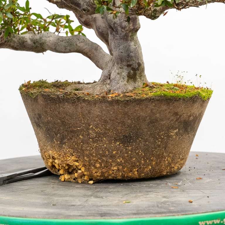 图解 小月杜鹃盆景怎么翻盆的13个过程