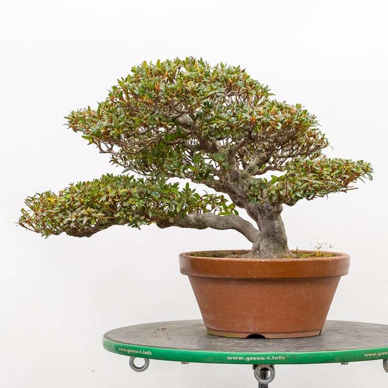 图解 小月杜鹃盆景怎么翻盆的13个过程