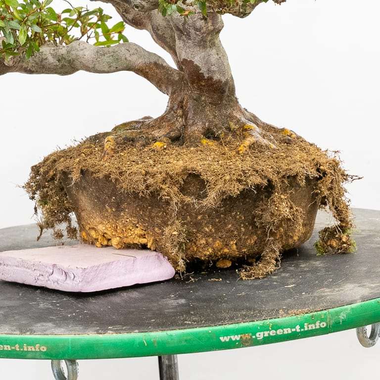 图解 小月杜鹃盆景怎么翻盆的13个过程