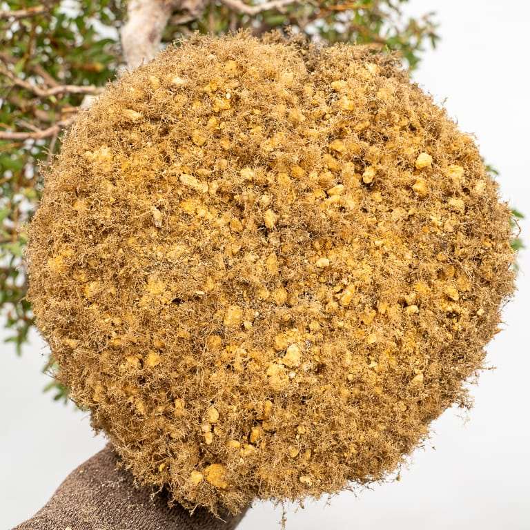 图解 小月杜鹃盆景怎么翻盆的13个过程