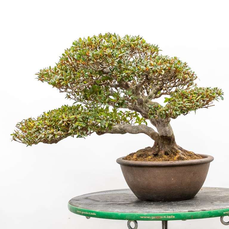 图解 小月杜鹃盆景怎么翻盆的13个过程