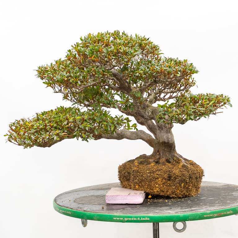 图解 小月杜鹃盆景怎么翻盆的13个过程